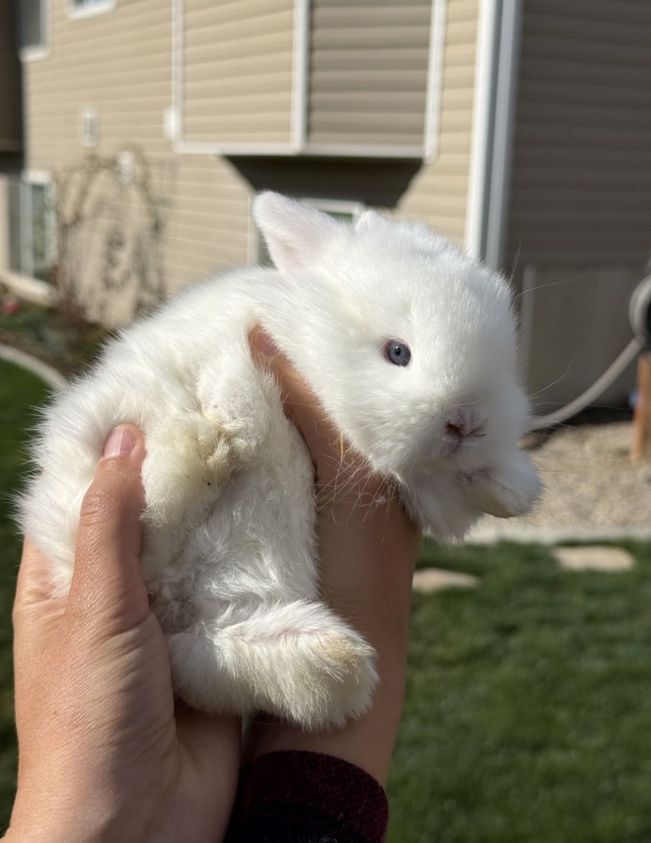 Doe Blue Eye White Holland Lop