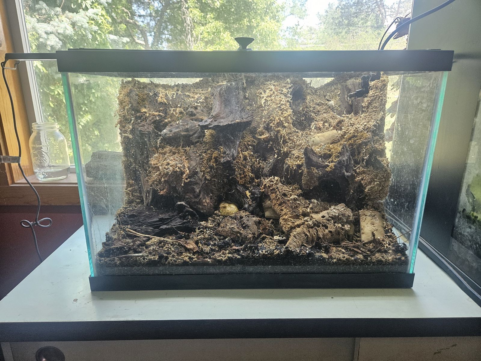 20 gallon bioactive terrarium