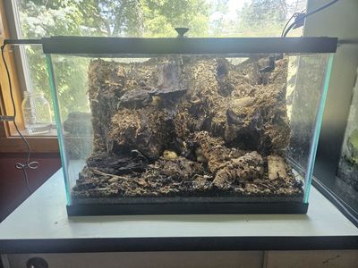 20 gallon bioactive terrarium