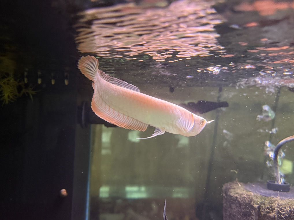 albino Yellow Banana Silver Arrowana