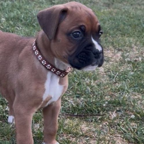 Boxer puppies!