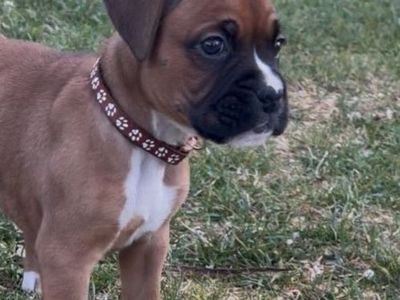 Boxer puppies!