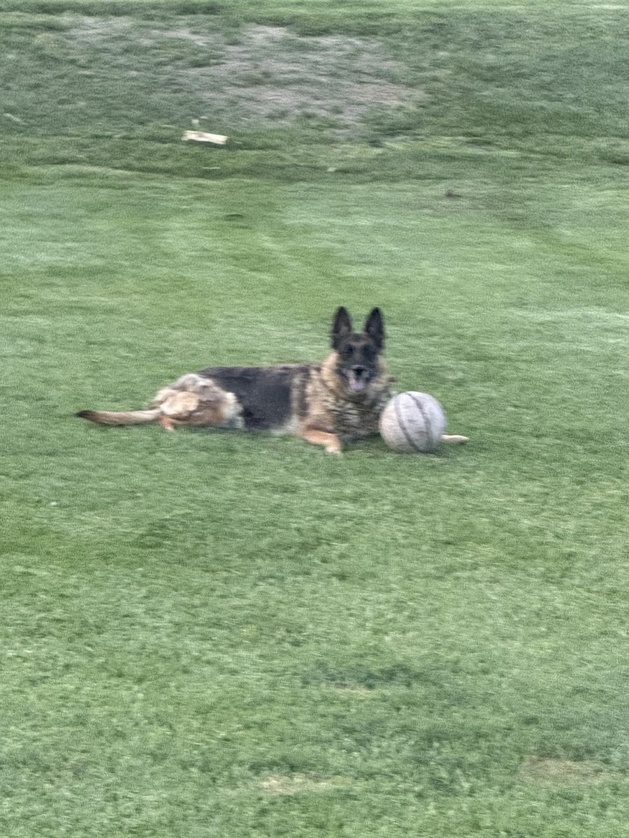 German Shepherd
