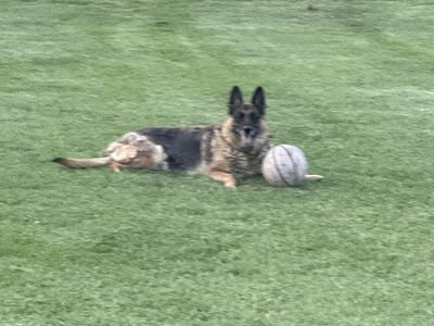 German Shepherd