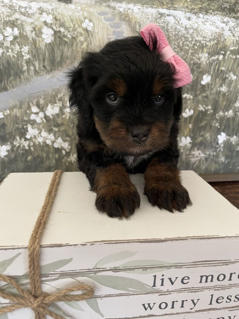 REDUCED PRICE   Micro Mini Bernedoodle Girl