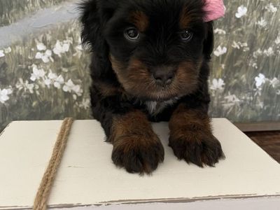 REDUCED PRICE Micro Mini Bernedoodle Girl