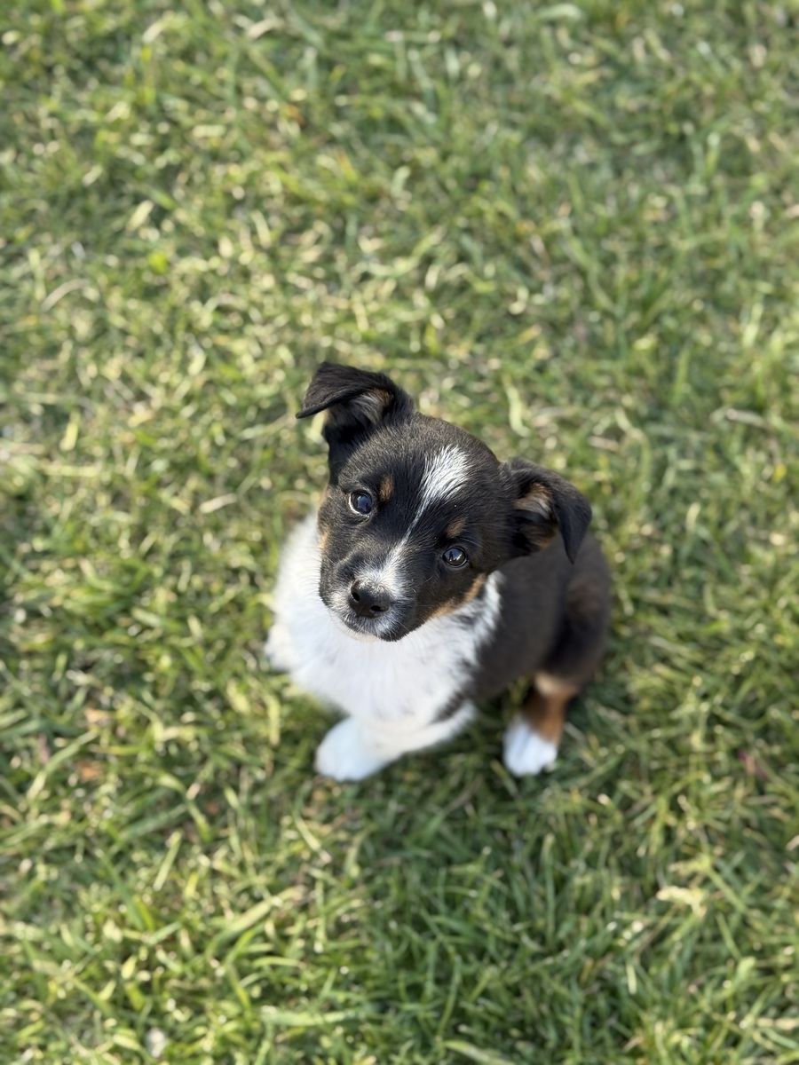 Female Mini Aussie Blue Heeler