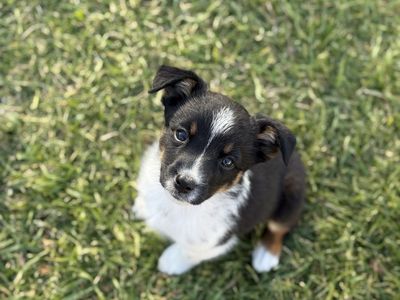 Female Mini Aussie Blue Heeler