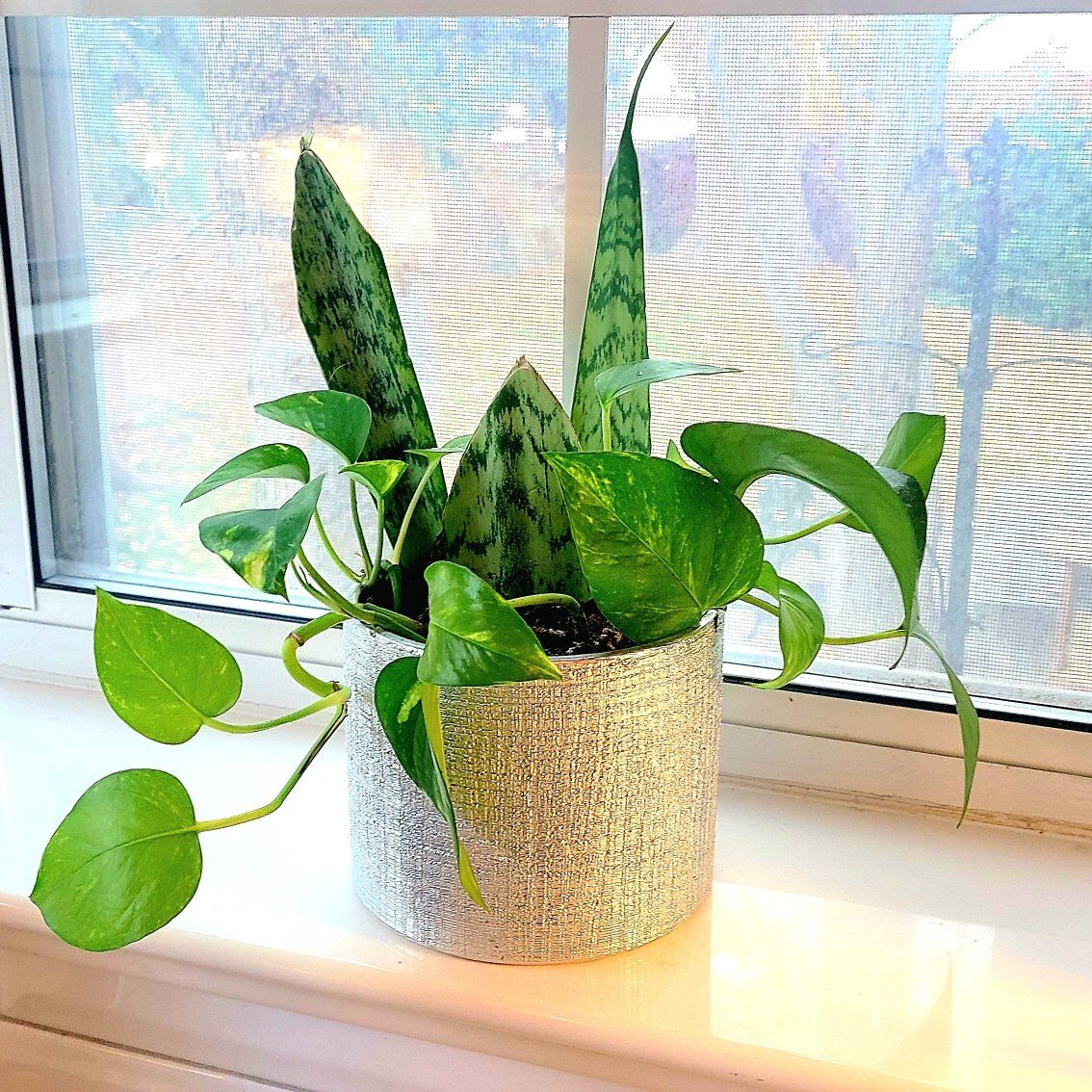 Plant in Shimmer Silver Pot