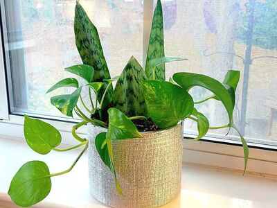 Plant in Shimmer Silver Pot