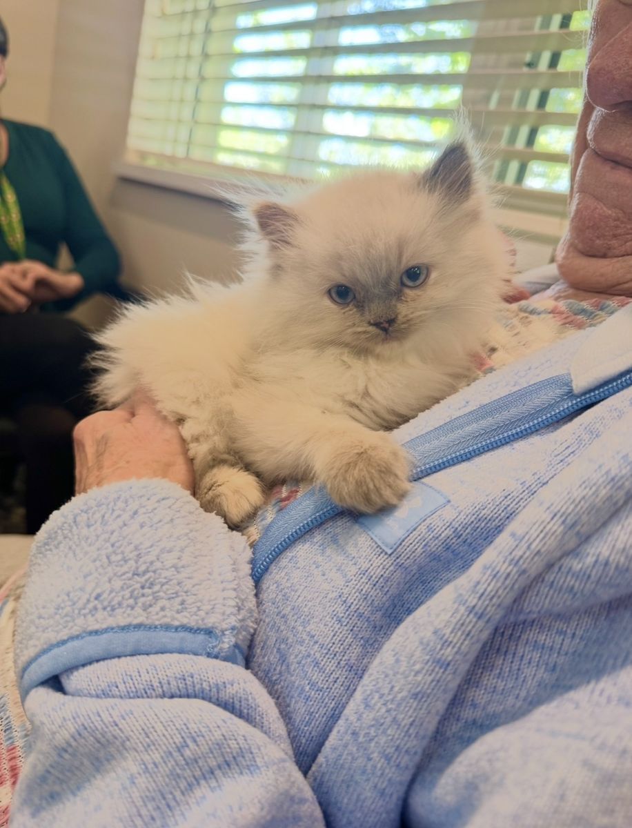 Gorgeous Ragdoll TINY SWEET kittens--stay small! Also LESS Allergic/Shed LESS!  DOGLIKE playful/loyal personality--do tricks!