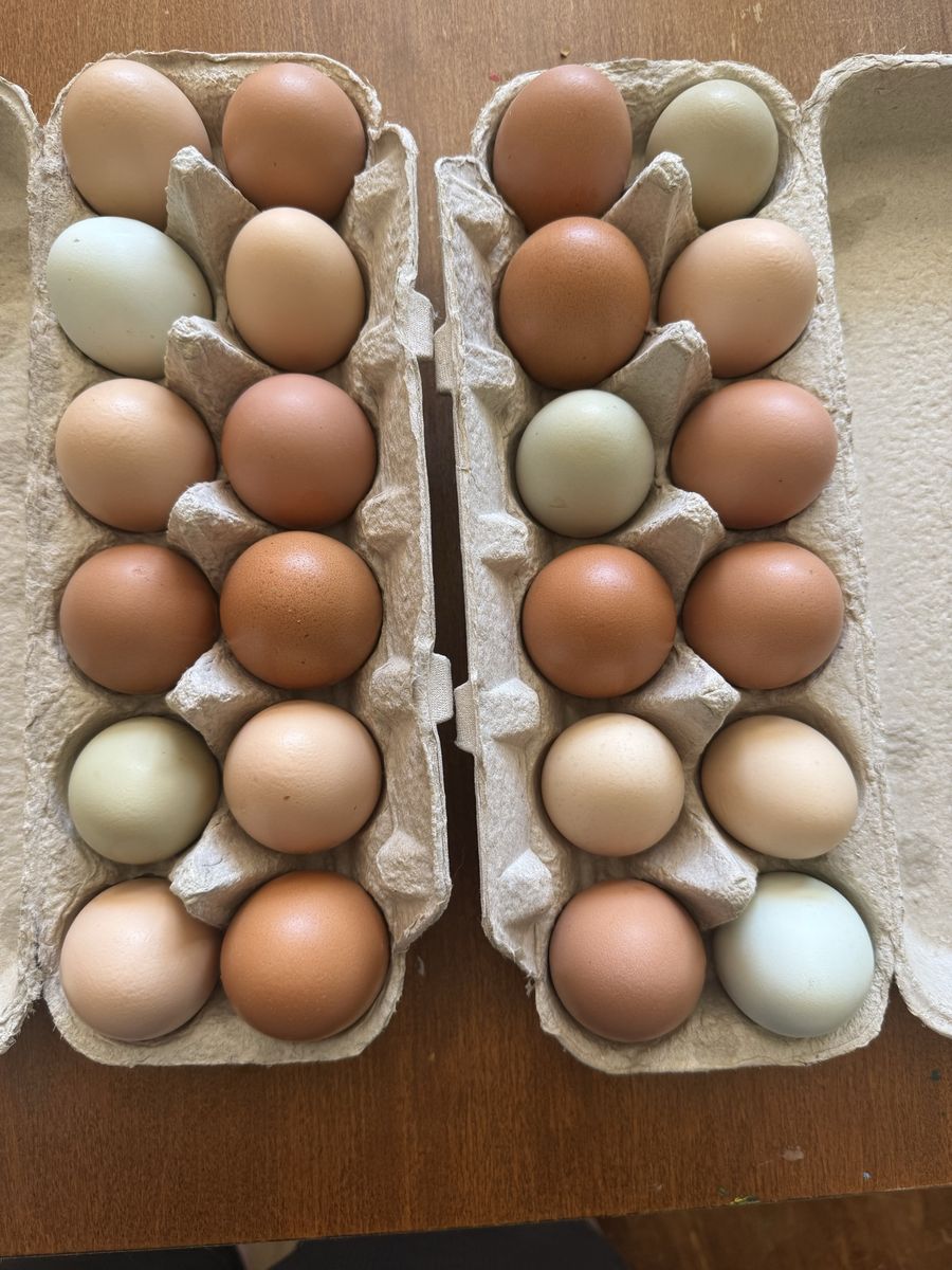 Chicken Eggs