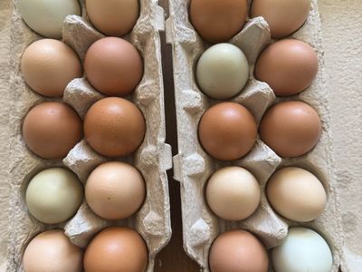 Chicken Eggs
