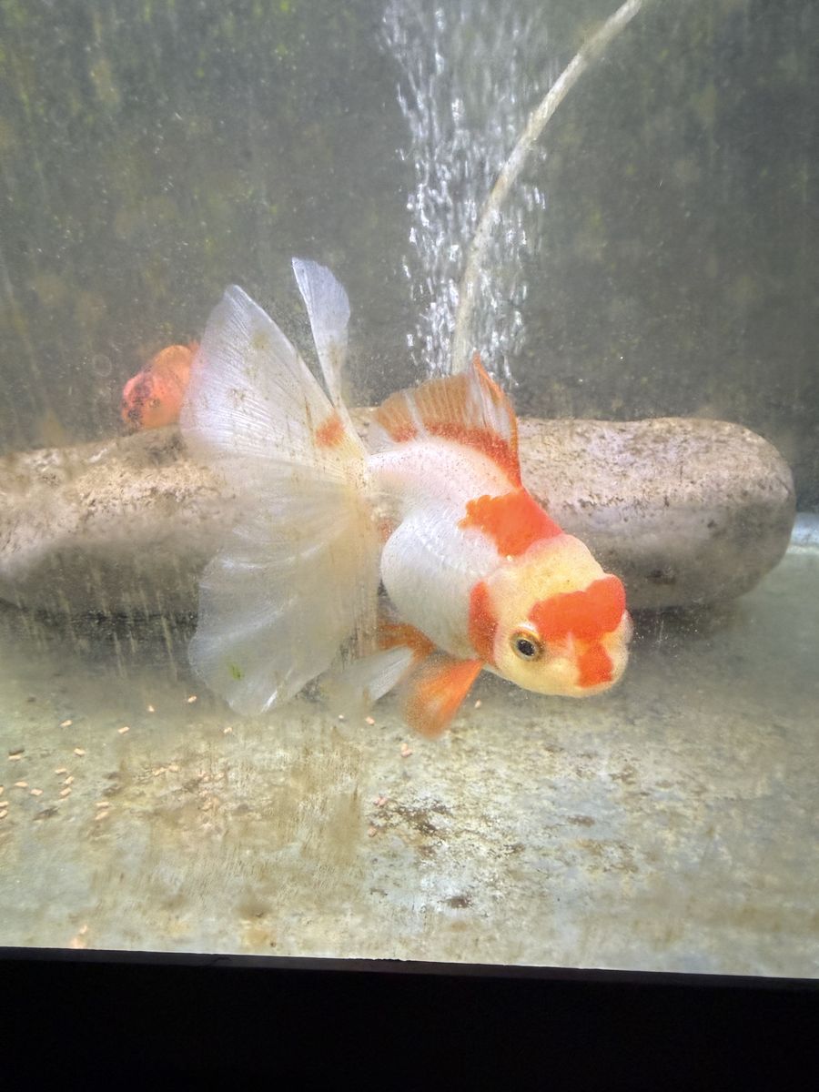 Thai Imported Fancy Goldfish