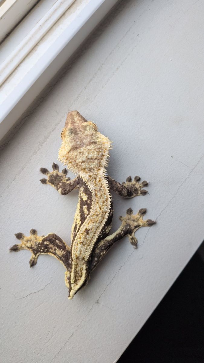 geckos
