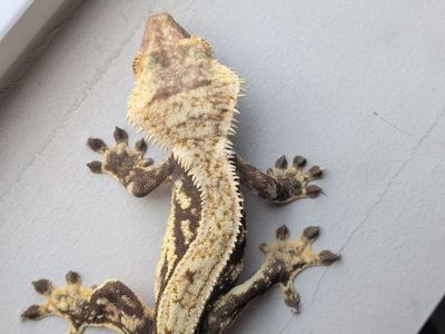 geckos