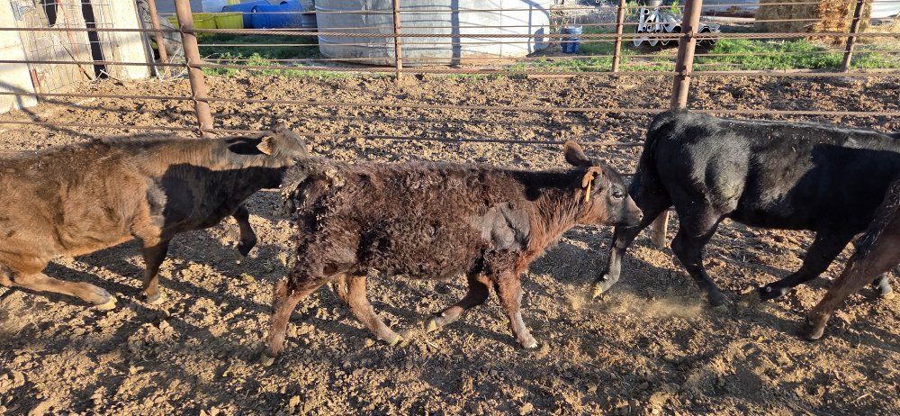 Black Angus Hiefers