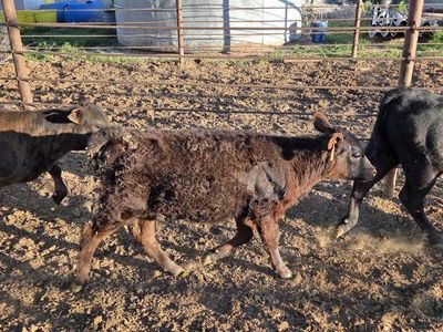 Black Angus Hiefers