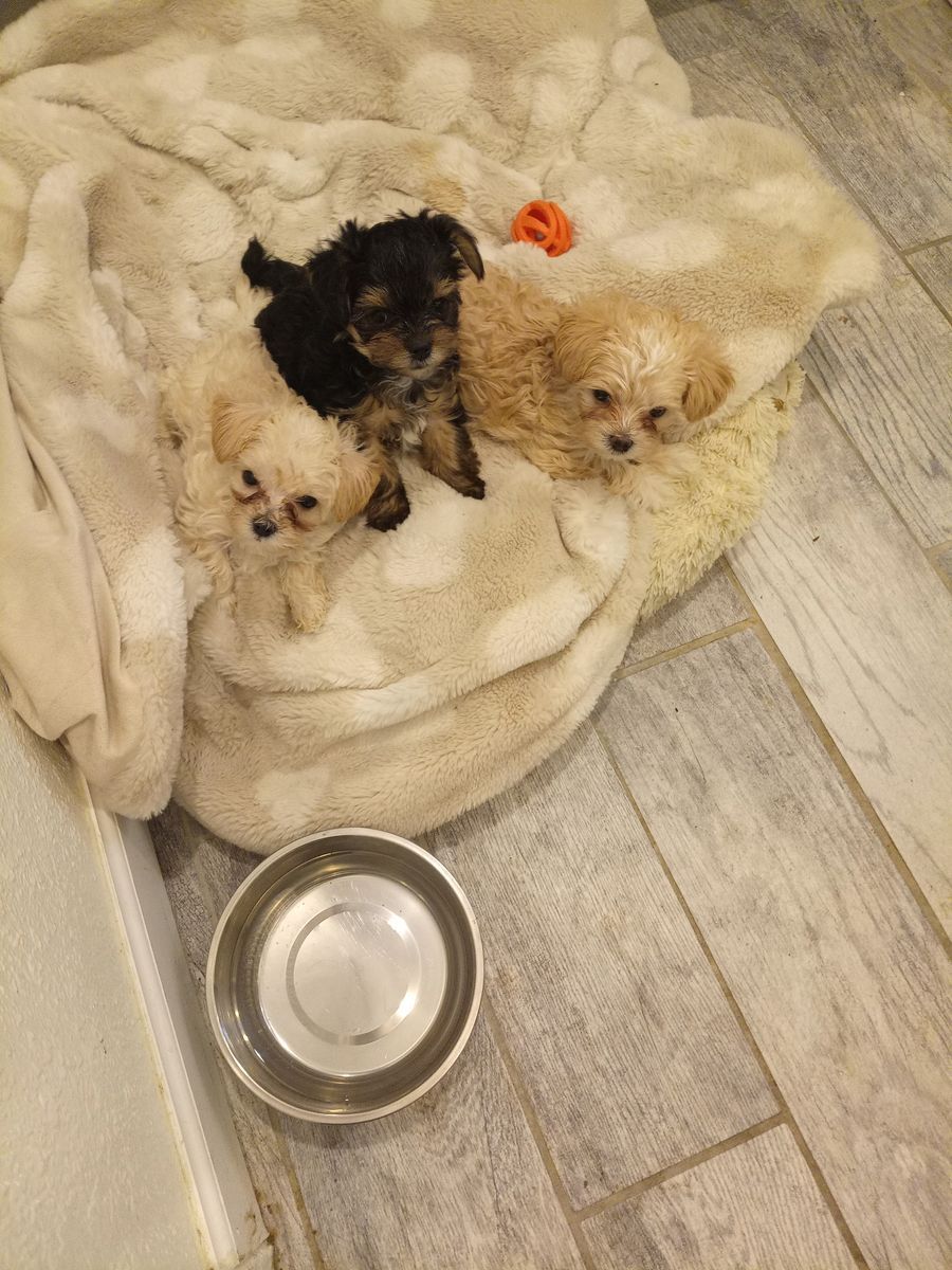 Yorkie/Biewer Terrier Puppies For Sale