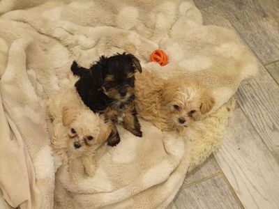 Yorkie/Biewer Terrier Puppies For Sale