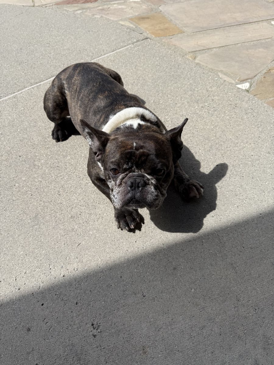 Black Merle French Bulldog Frenchie In Tact Male