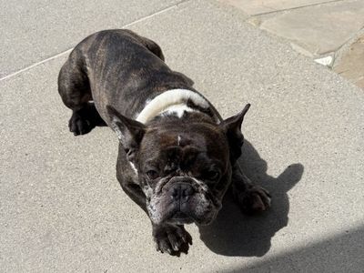 Black Merle French Bulldog Frenchie In Tact Male