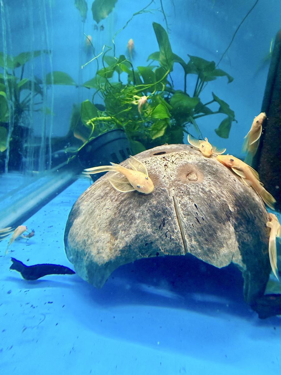 Long fin and short fin plecos