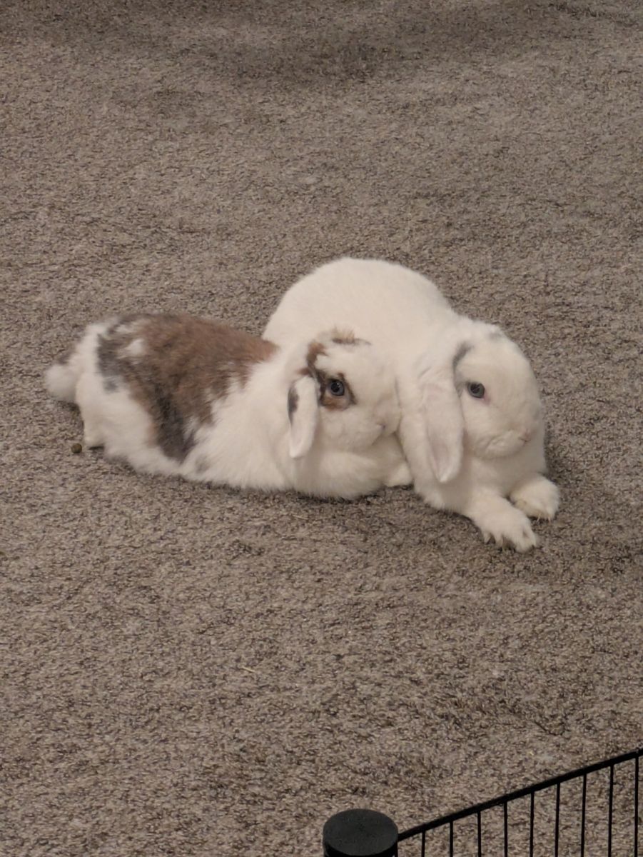 Holland Lop Bonded Pair