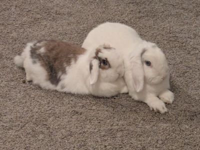 Holland Lop Bonded Pair