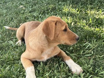 Cute Border Collie Doodle Puppy – Ready for Her Forever Loving Home!