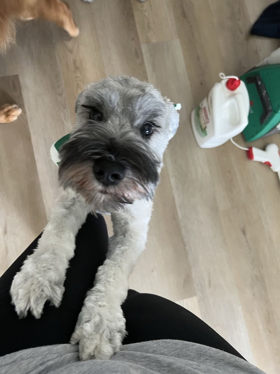Mini schnauzer