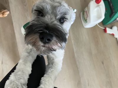Mini schnauzer