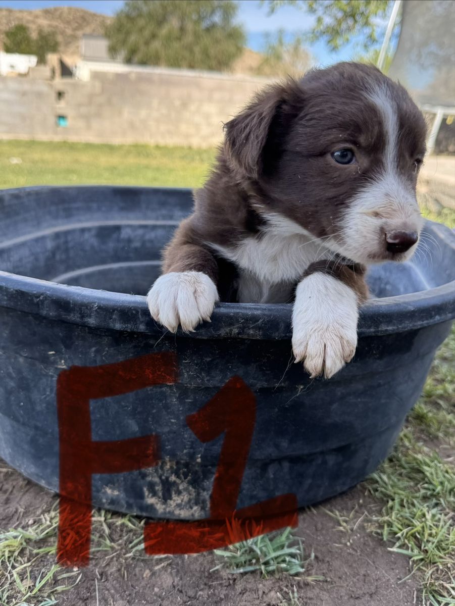 Red Border Collie Puppies