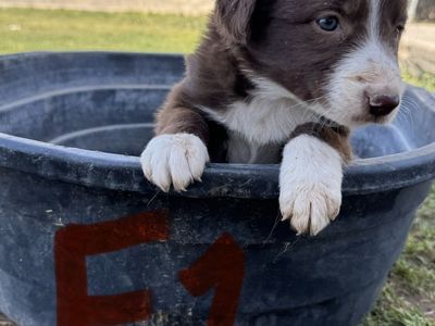 Red Border Collie Puppies
