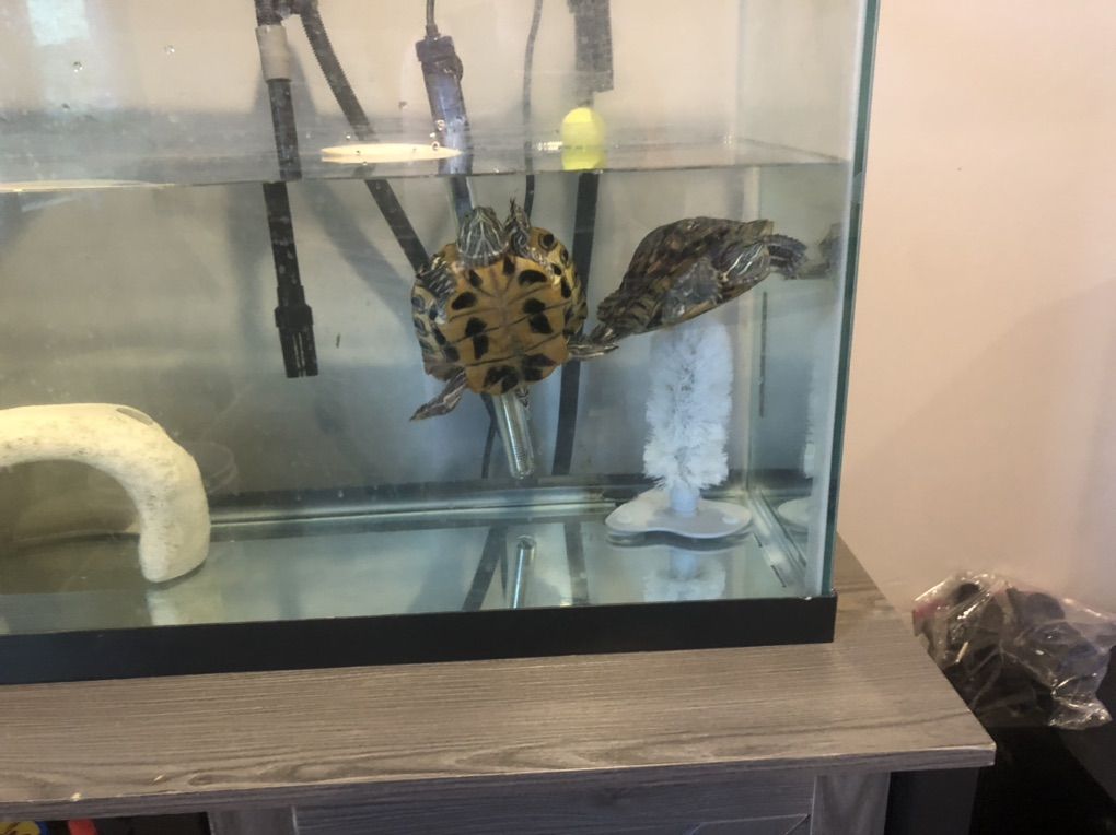 2 Turtles With Accessories And Stand