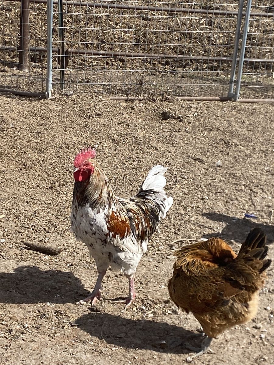 Americana Rooster
