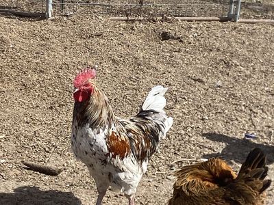 Americana Rooster