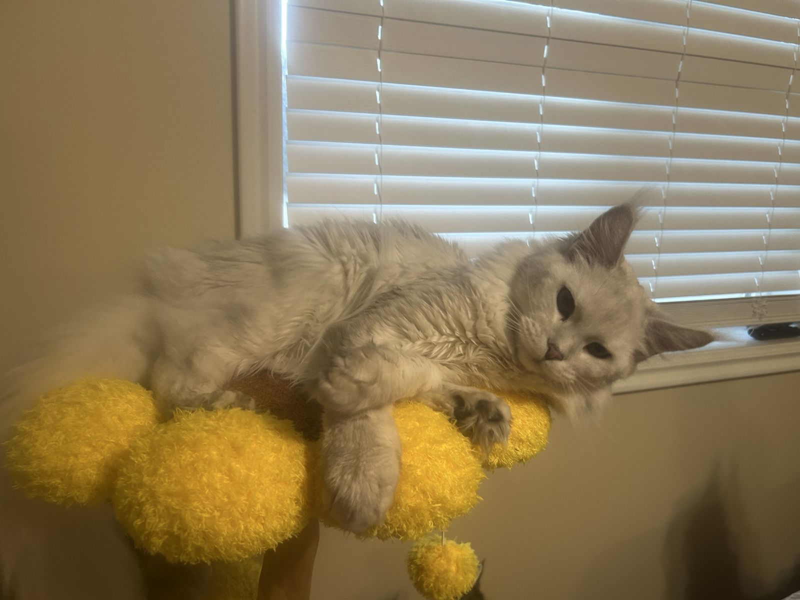 Future Maine coon kittens