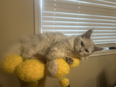 Future Maine coon kittens