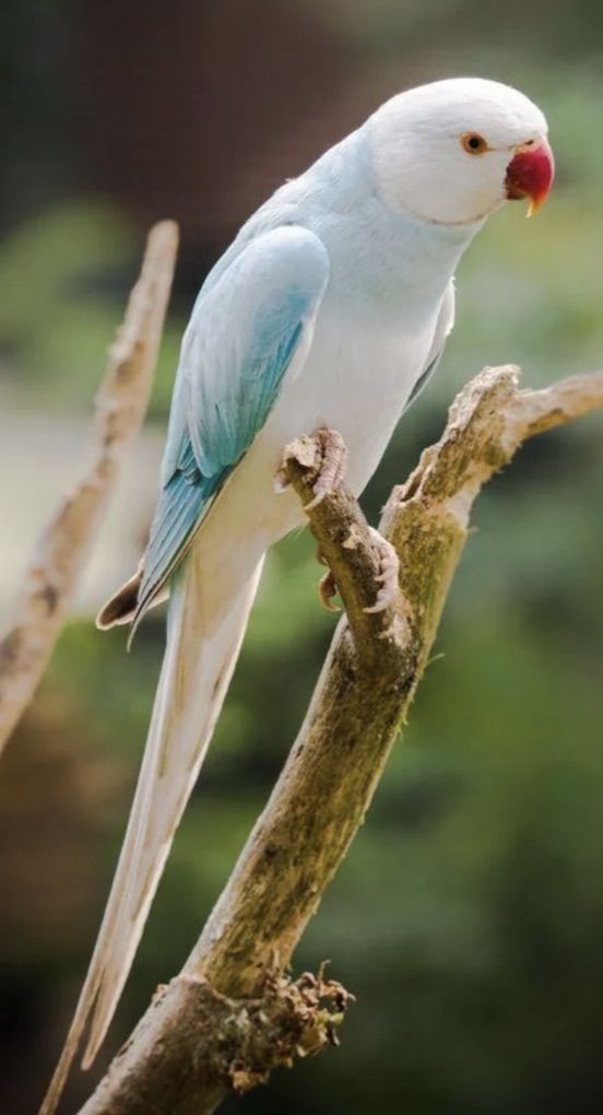 Indian Ringneck 5 Weeks Old Opaline Blue