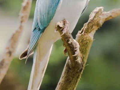 Indian Ringneck 5 Weeks Old Opaline Blue