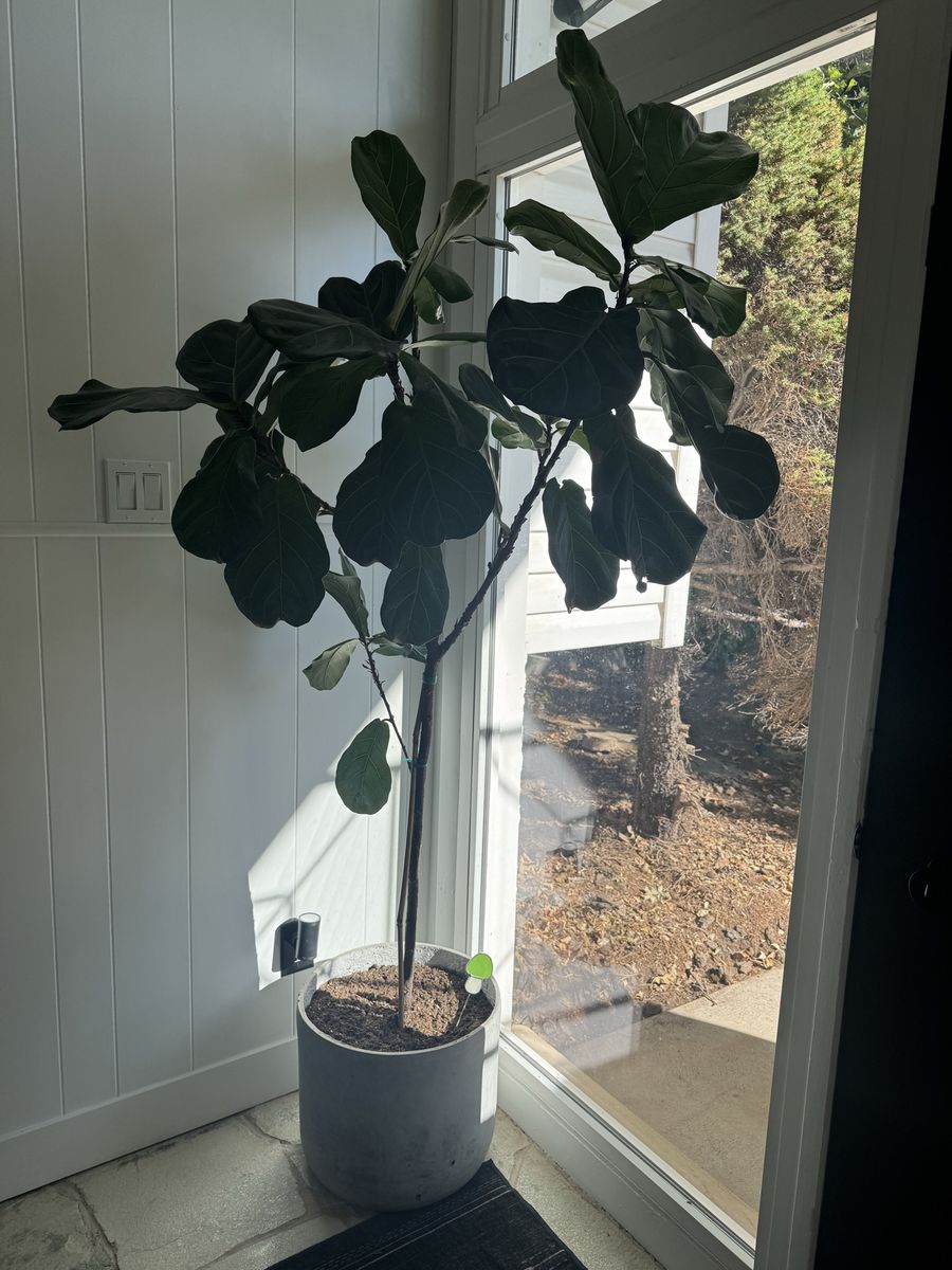 Large Healthy Fiddle Leaf Fig Plant in Concrete Pot
