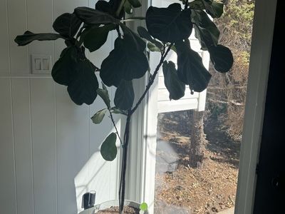 Large Healthy Fiddle Leaf Fig Plant in Concrete Pot