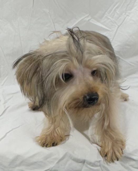 Yorkshire terrier boy