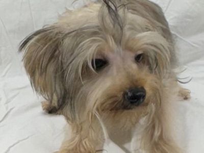 Yorkshire terrier boy