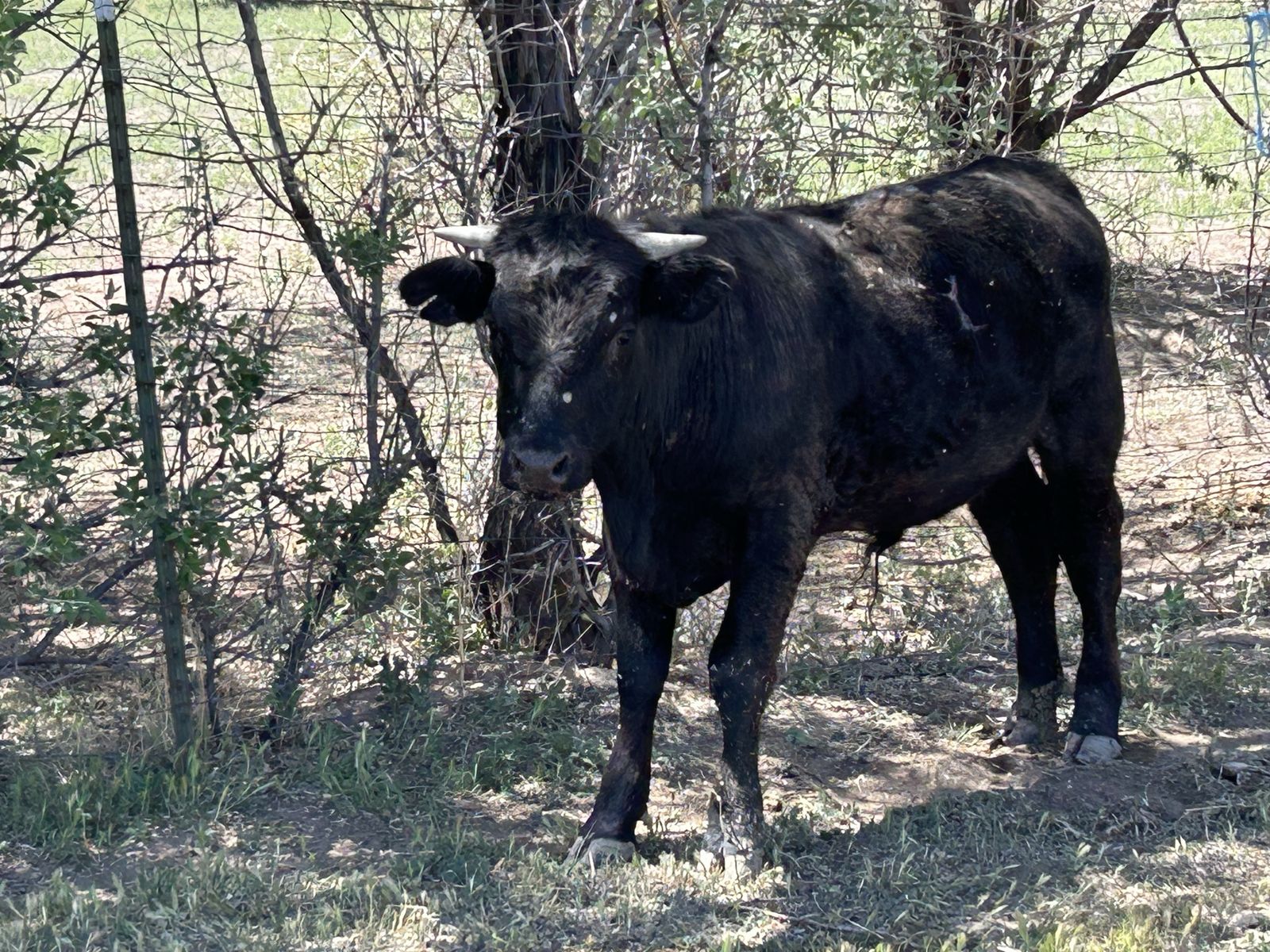Angus steer for sale