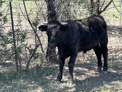 Angus steer for sale