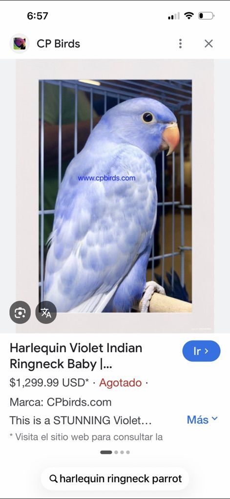 Babies Indian Ringneck