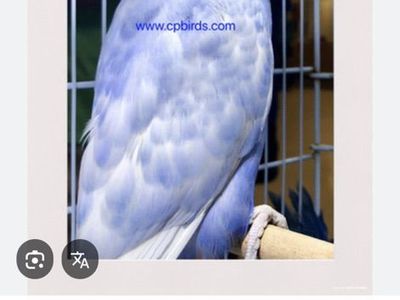 Babies Indian Ringneck