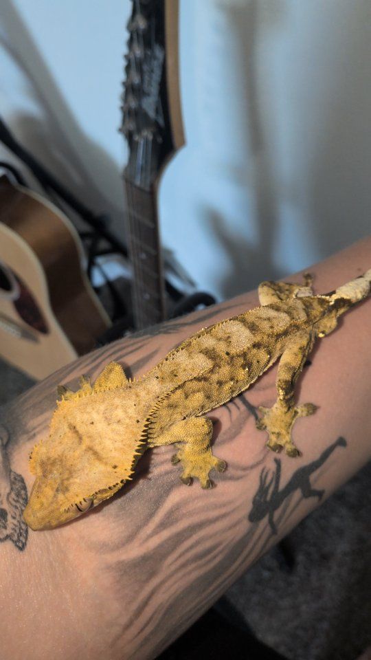 male crested gecko
